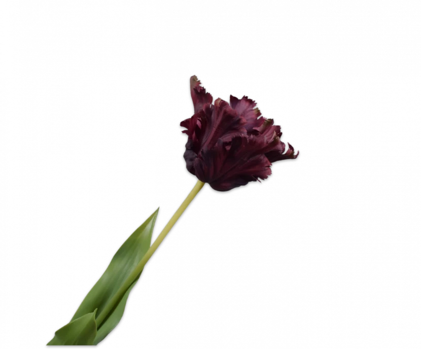 Bordeaux tulp - Silk-ka Real Touch - H71 cm
