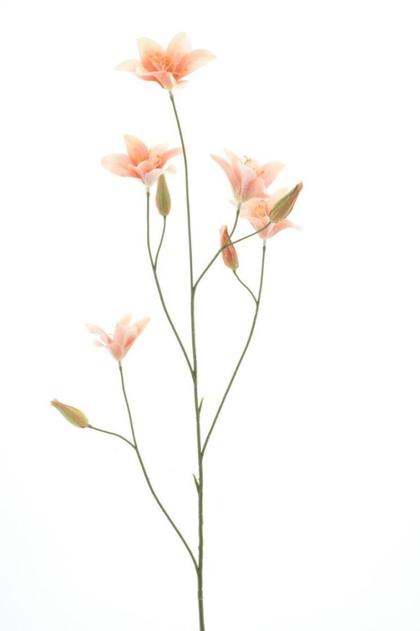 Lelie tak peach - H106 cm
