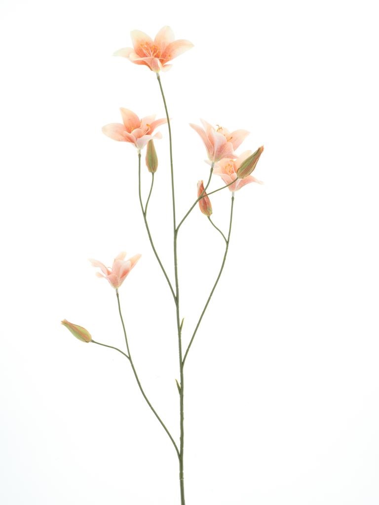 Lelie tak peach - H106 cm