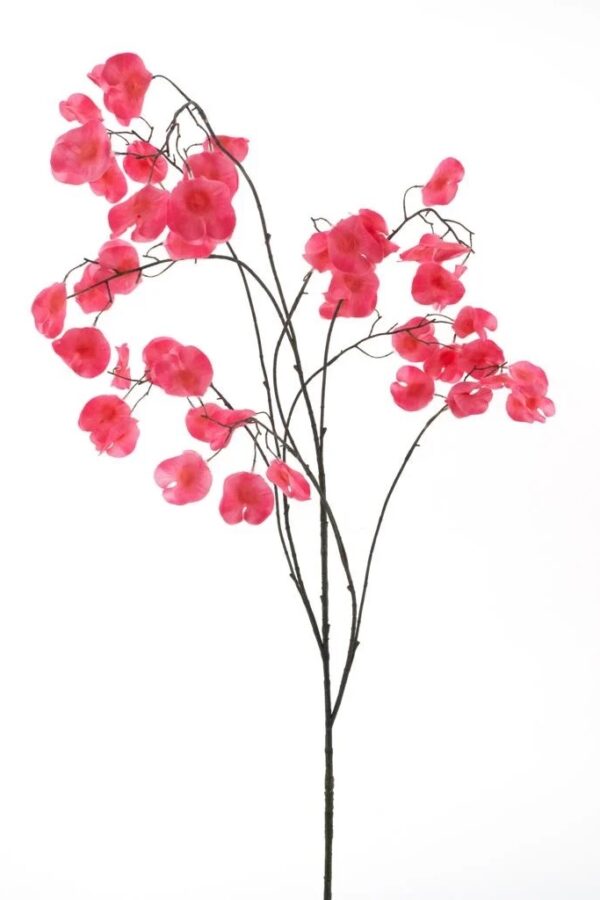 Lathyrus roze - H138 cm