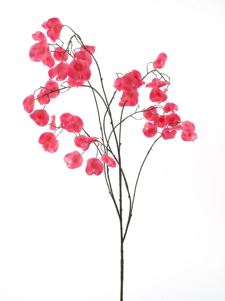 Lathyrus roze - H138 cm