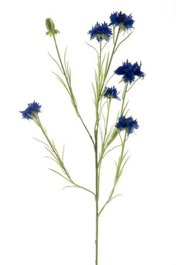 Korenbloem donker blauw - H90 cm