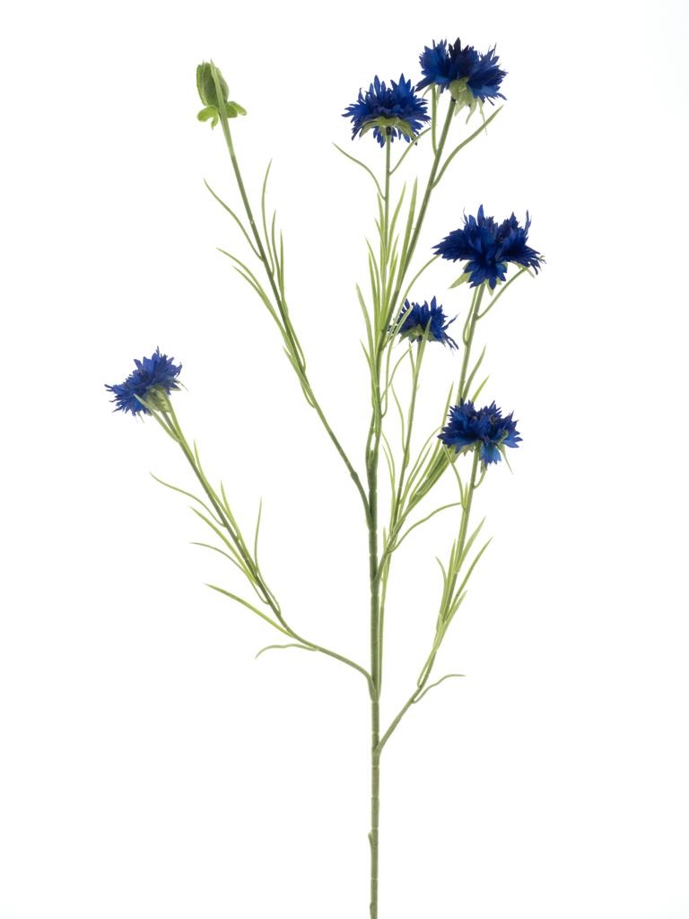 Korenbloem donker blauw - H90 cm