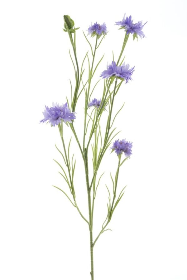 Korenbloem paars - H90 cm