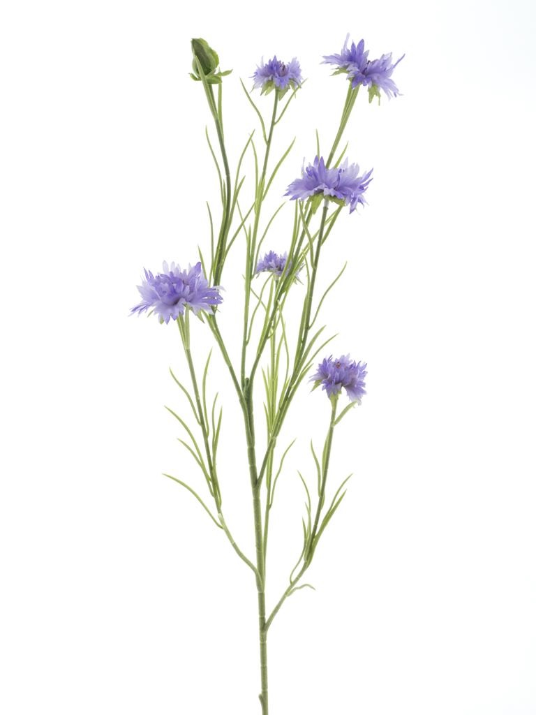 Korenbloem paars - H90 cm