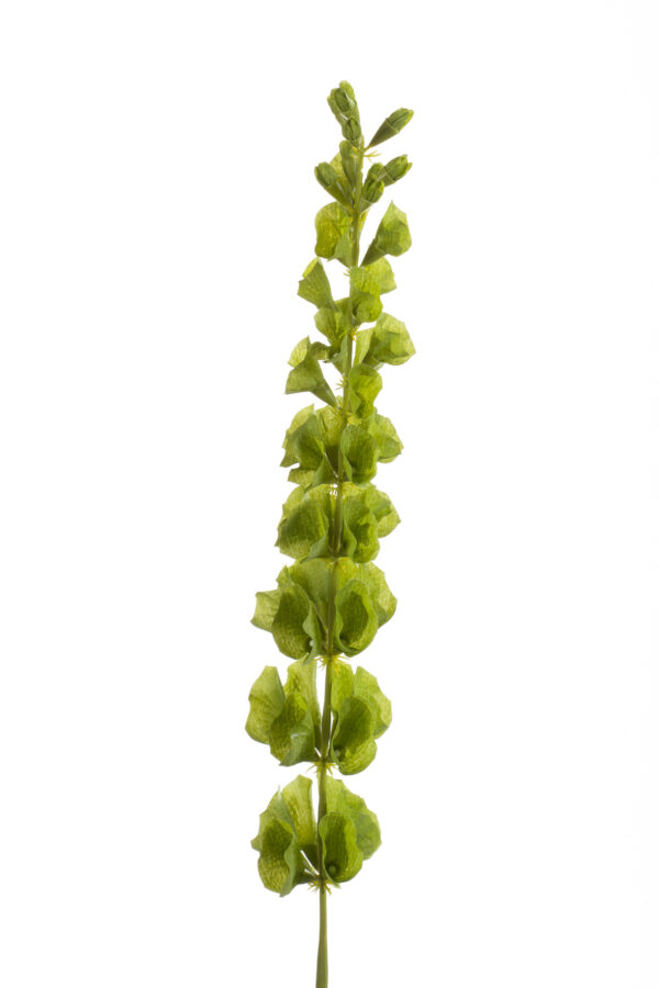Molucella (Ierse bellen) - H80 cm
