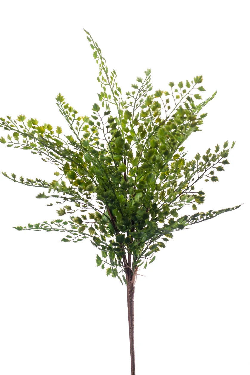 Venushaar groen - H40 cm