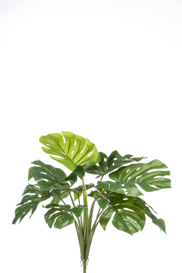 Monstera groen - H60 cm
