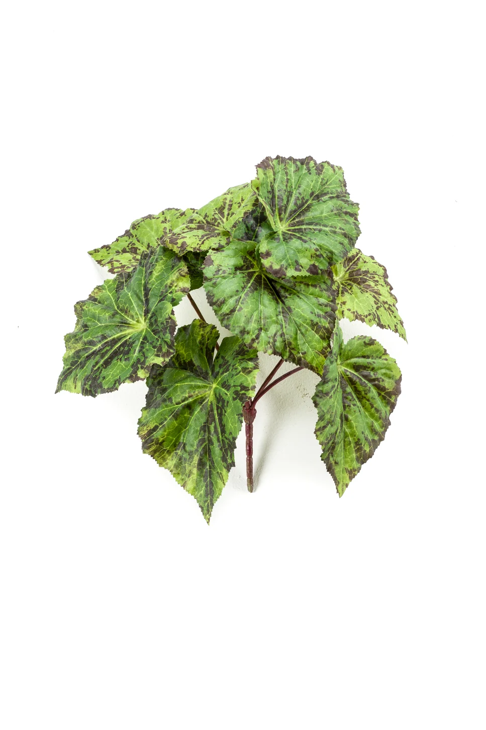 Blad begonia groen - H25 cm