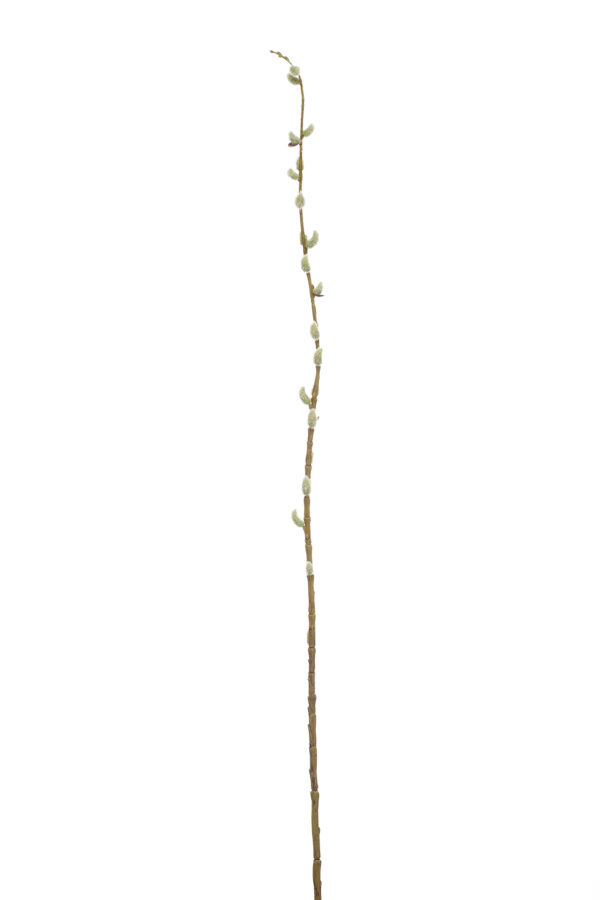 Katje tak crème/bruin - H105 cm