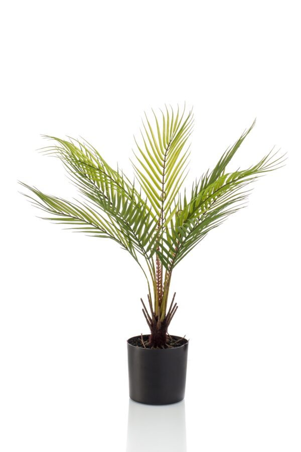 Varen/palm H50 cm