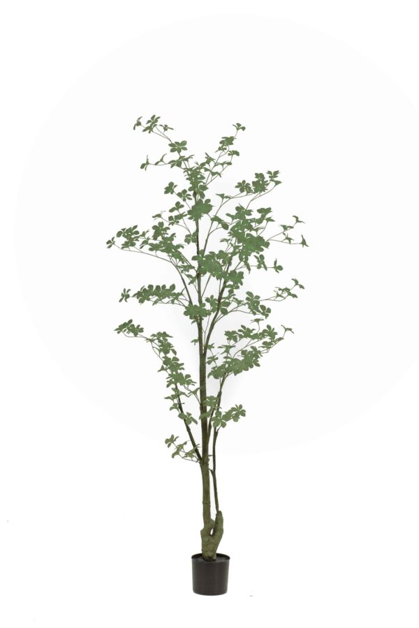 Oost-Indische kers plant/boom Tropaeolum speciosum - H185 cm
