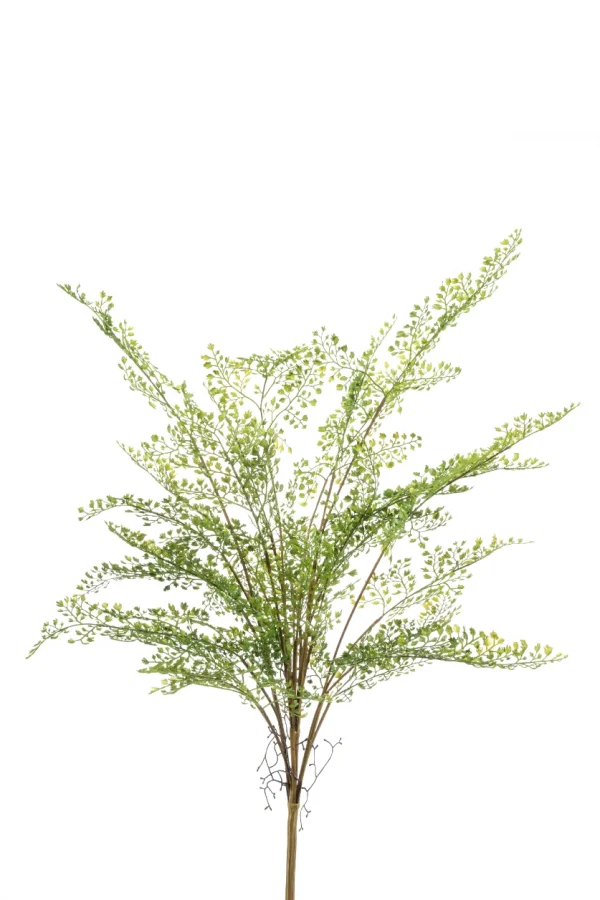 Venushaar groen - H75 cm