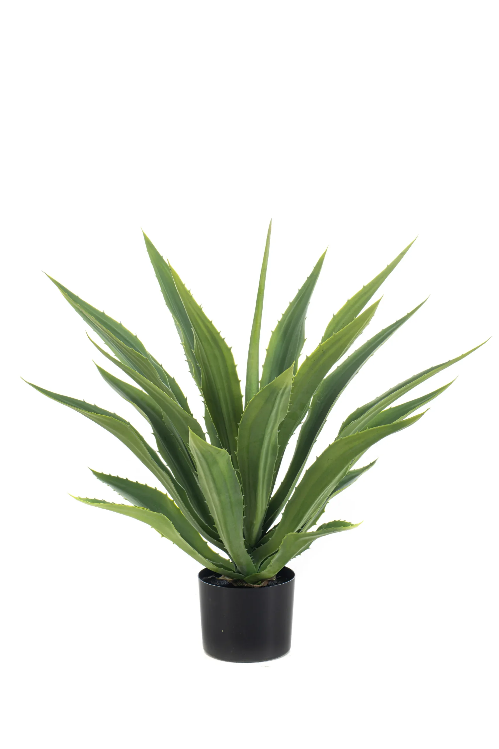 Agave - binnen en buiten - H70 cm
