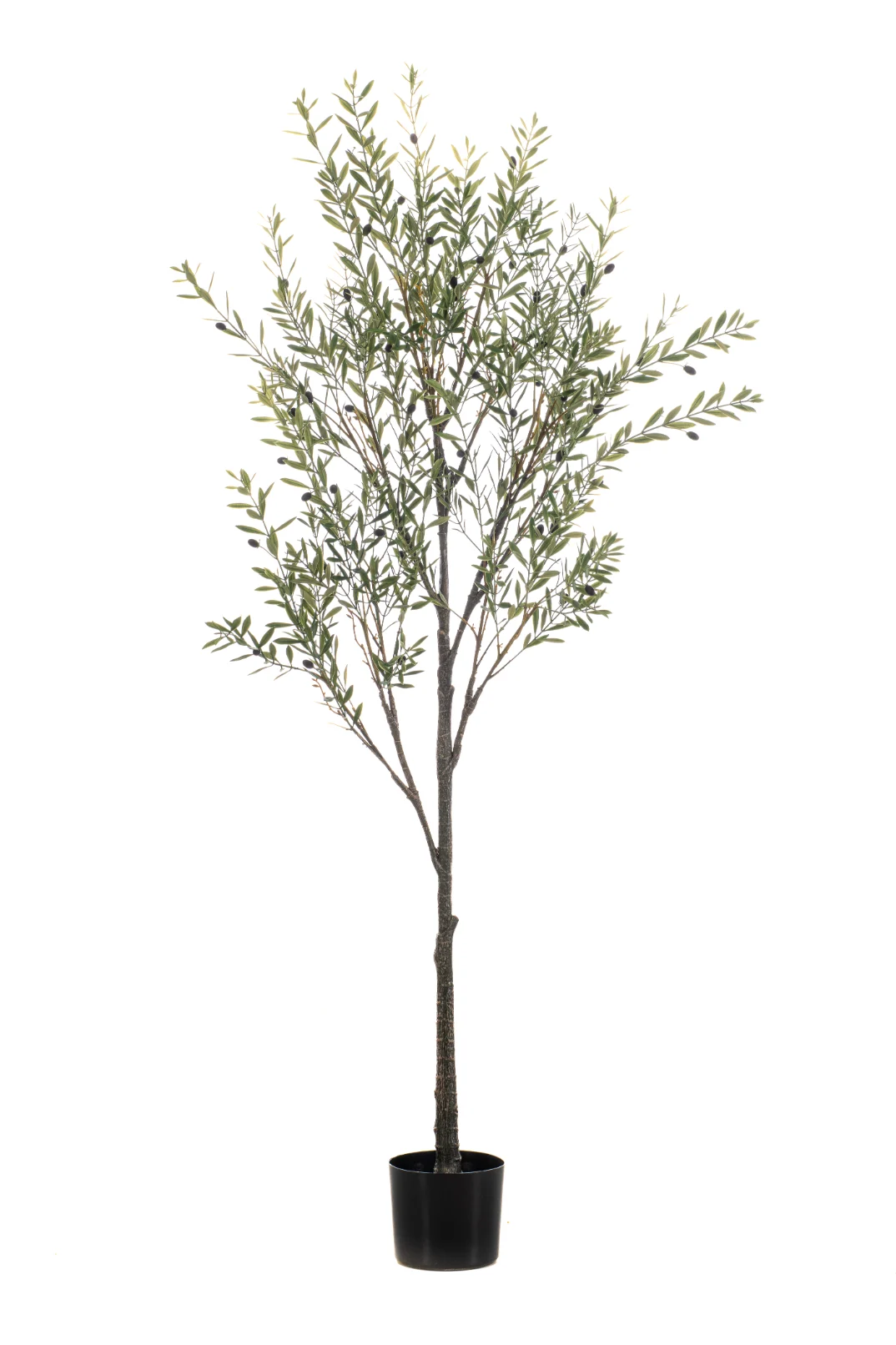 Olijfboom - Binnen en buiten - H175 cm