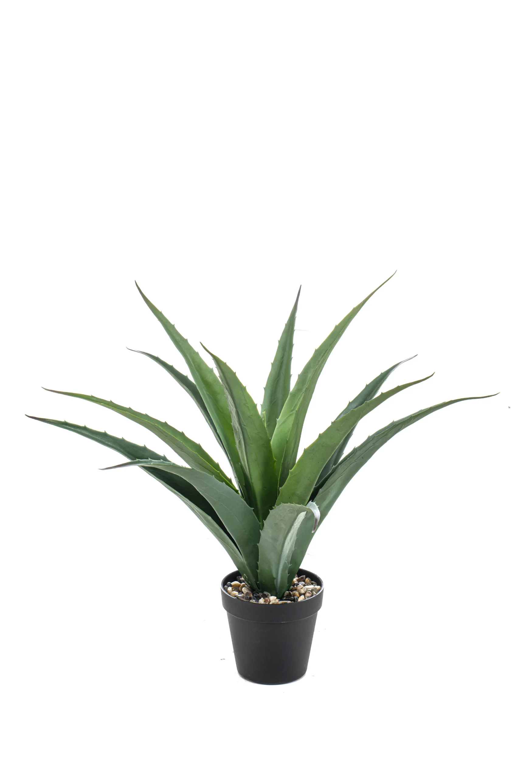 Agave - Binnen en buiten - H45 cm