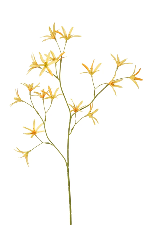 Tweedia geel - H70 cm