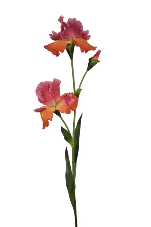 Iris roze/oranje - H105 cm