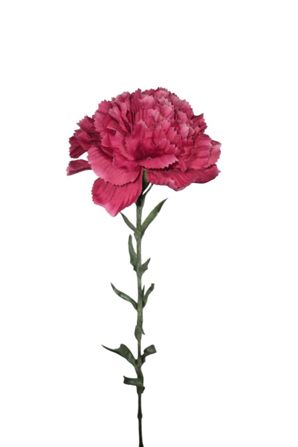 Anjer fuchsia - H68 cm