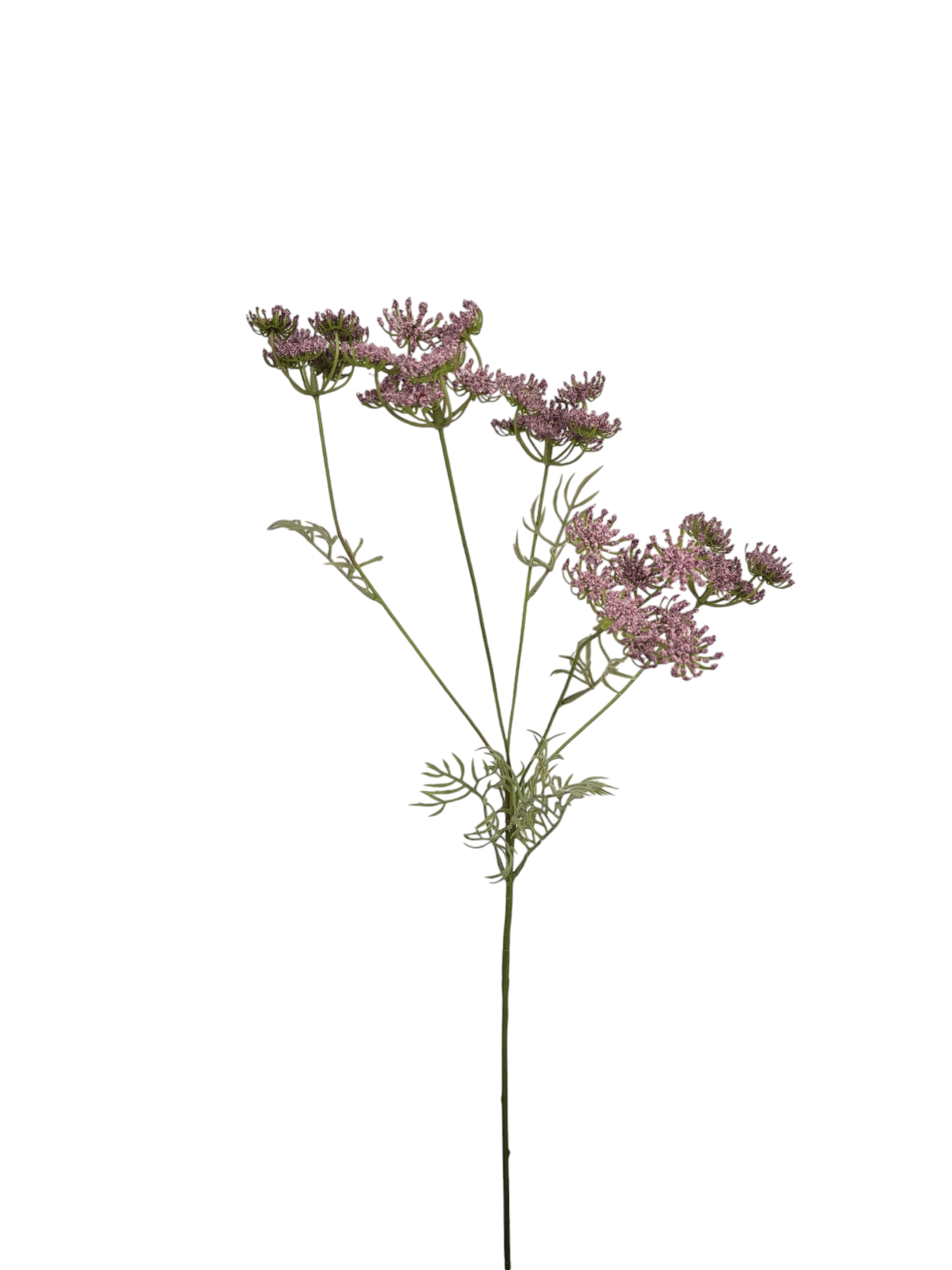 Dille roze - H80 cm