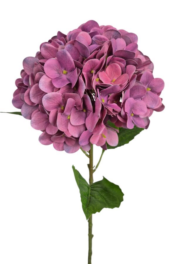 Hortensia paars - H60 cm