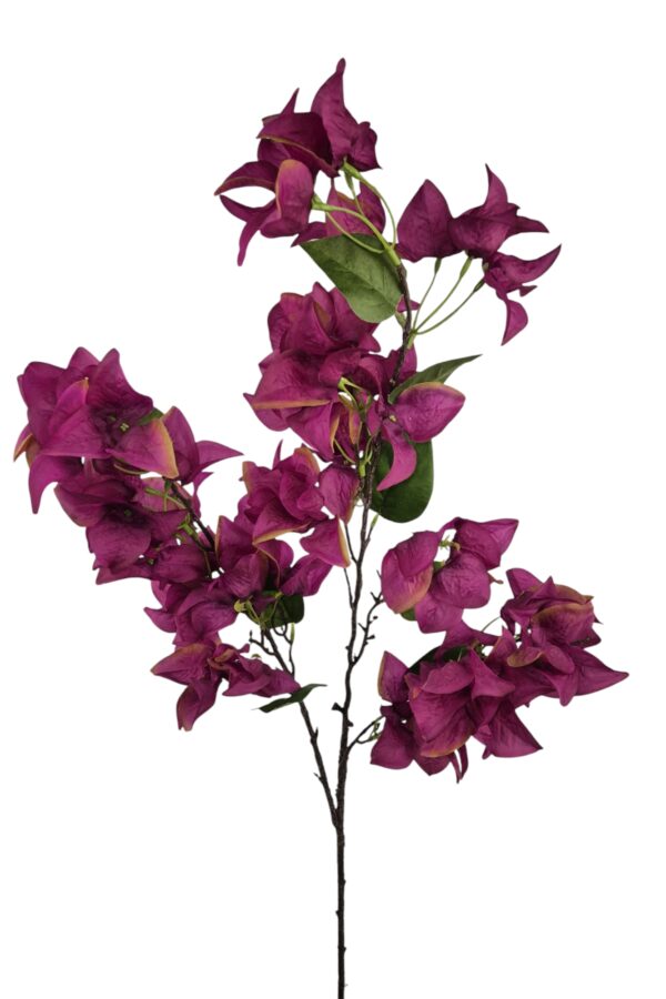 Bougainvillea paars - H110 cm