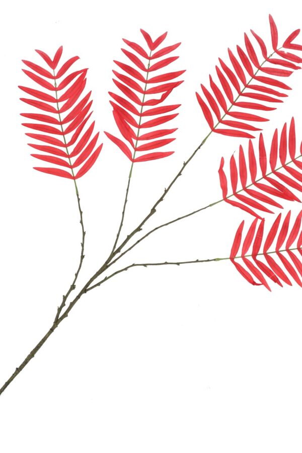 palm blad rood