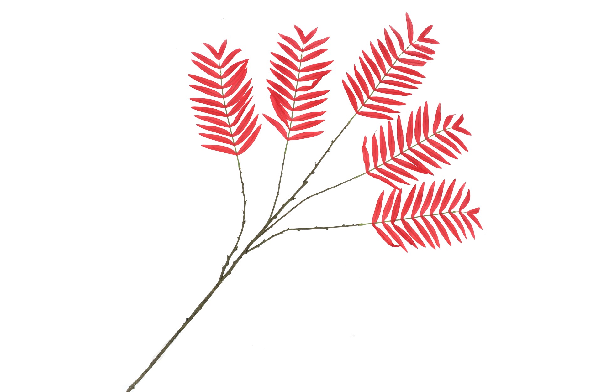 palm blad rood