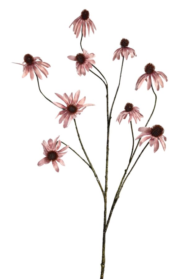 Rudbeckia Black eye roze - H123 cm