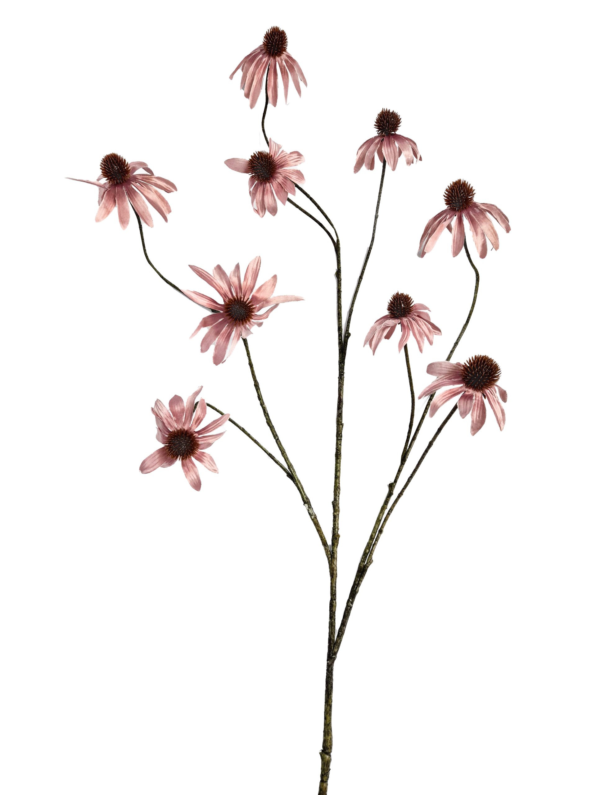 Rudbeckia Black eye roze - H123 cm