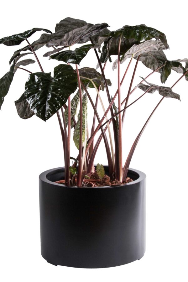 Plantenbak maine - zwart - H40 cm