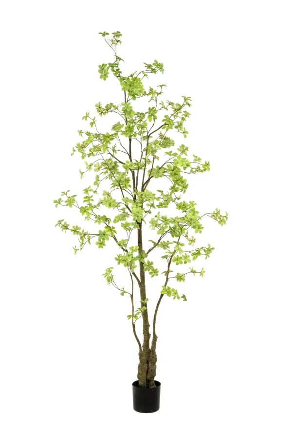 Oost indische kersenboom - H245 cm