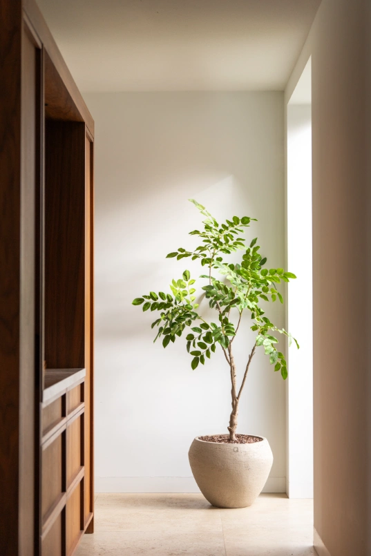 sandal wood boom