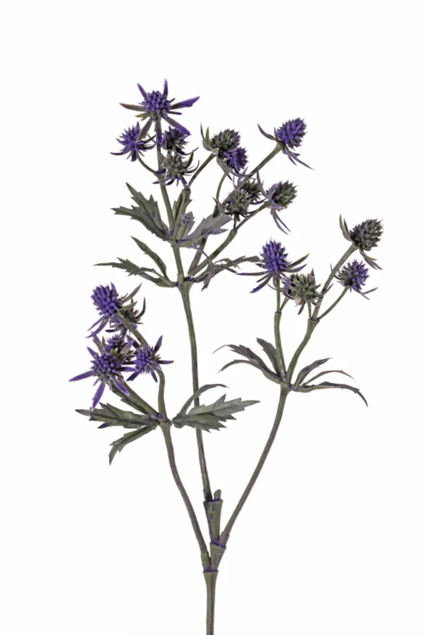 Distel tak paars