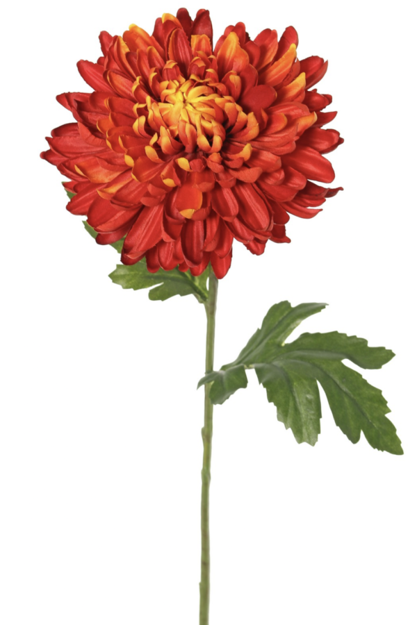 bolchrysant rood 65 cm