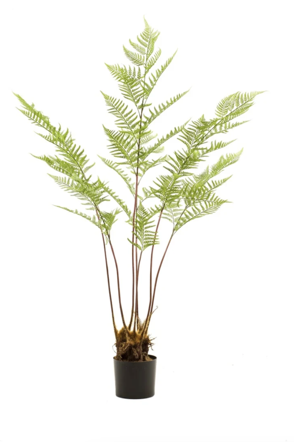 Varen pteridium fern 150 cm