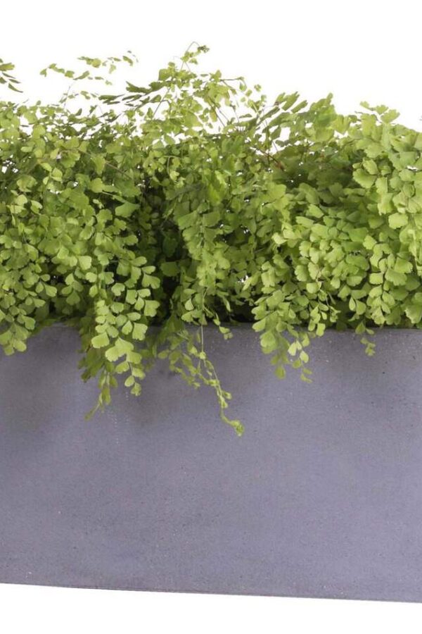 smalle brede plantenbak grijs