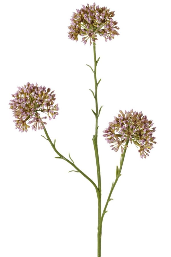 allium kunst