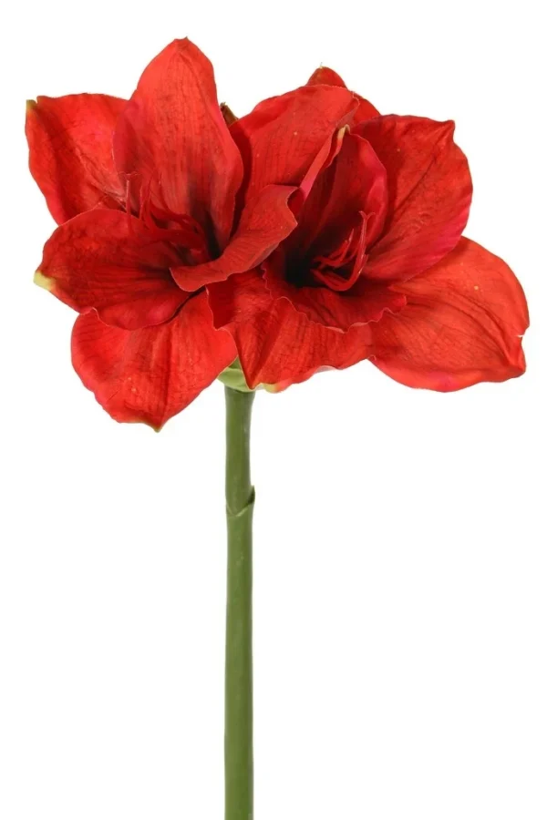 Amaryllis rood H 70cm