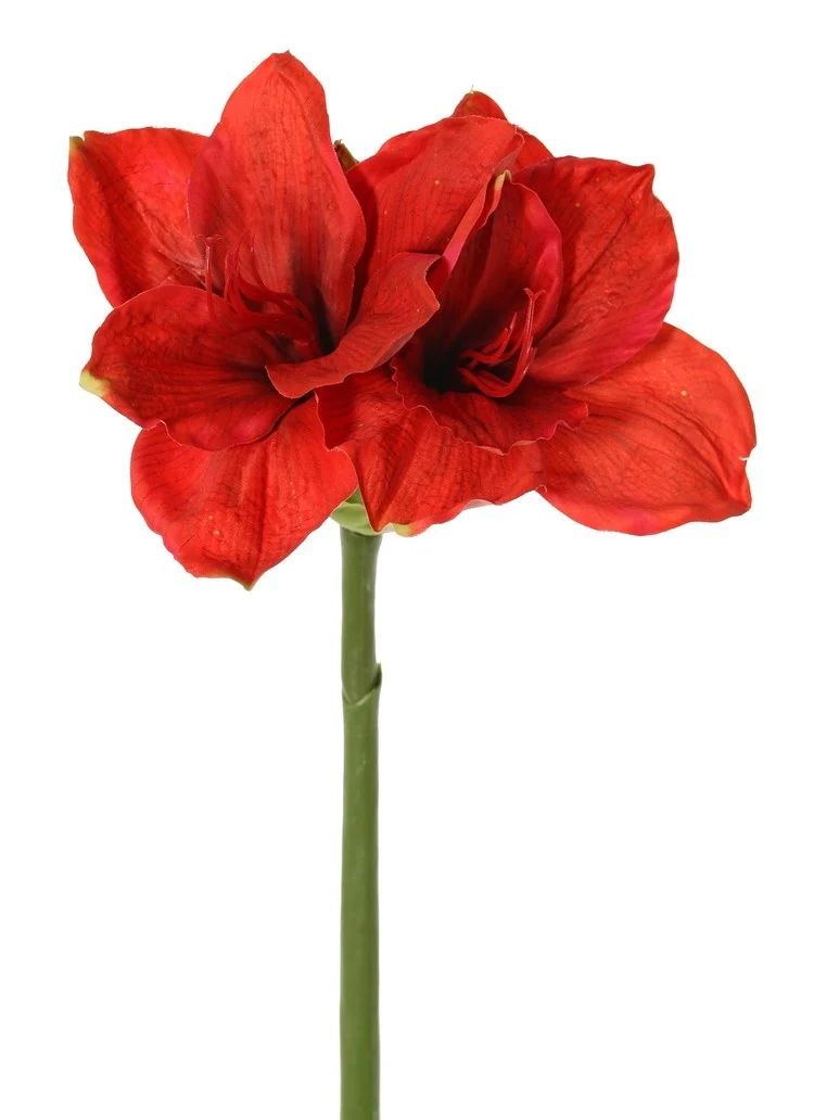 Amaryllis rood H 70cm