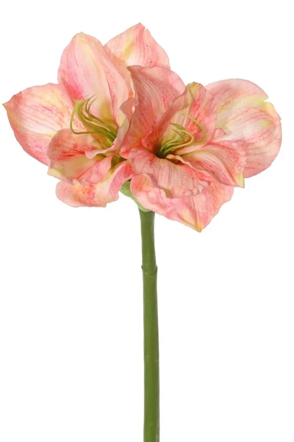 kunst amaryllis