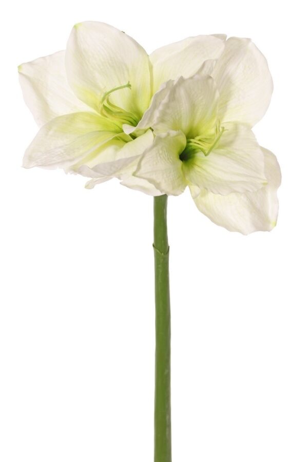 Amaryllis wit H70cm