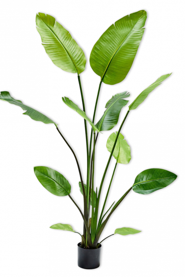bananen plant strelitzia