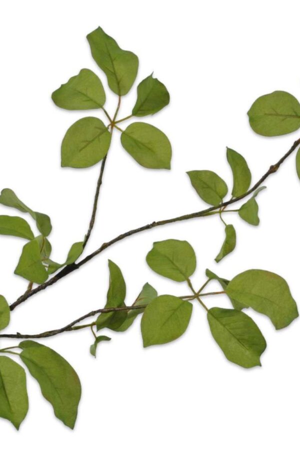 bladtak groen