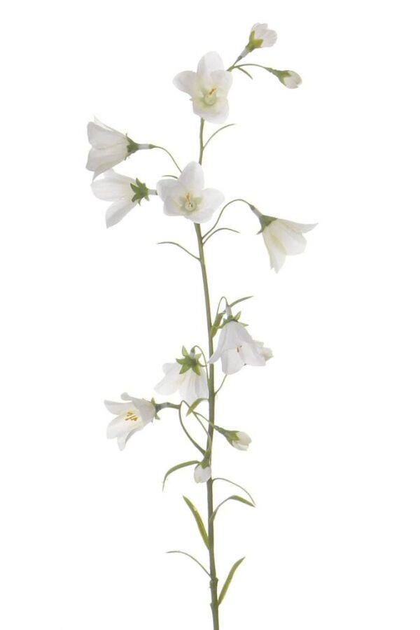 campanula wit