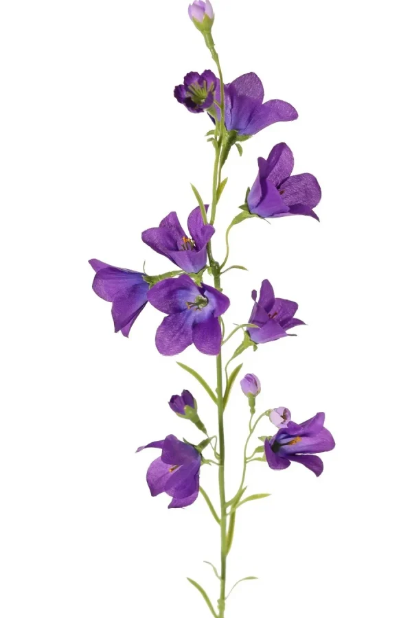 campanula klokjesbloem