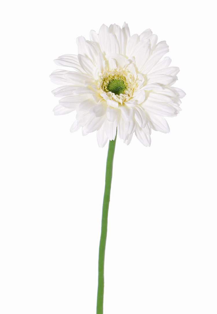 zijden gerbera
