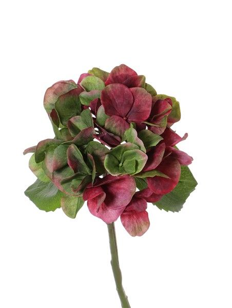 Hortensia bordeaux/groen 33 cm