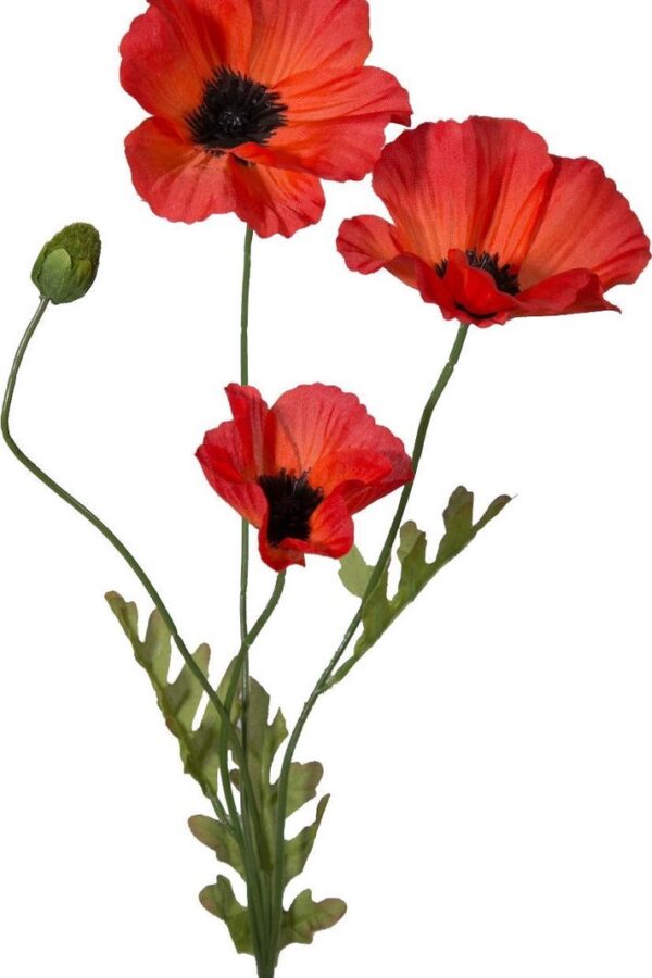 klaproos rood