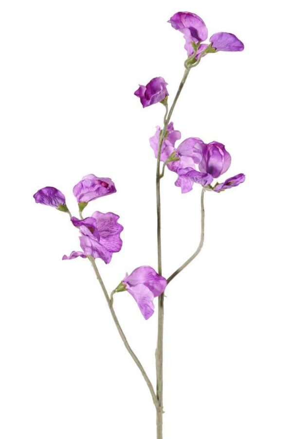 kunst lathyrus